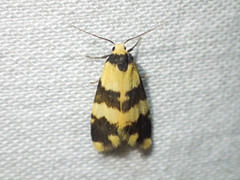 Thallarcha chrysochares