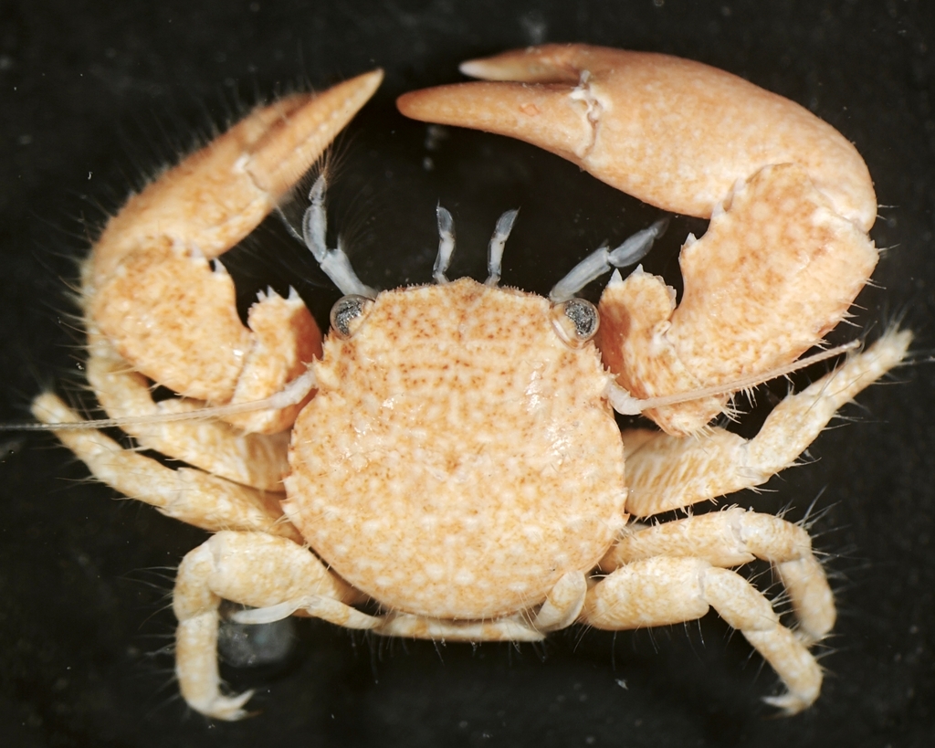 Aliaporcellana suluensis
