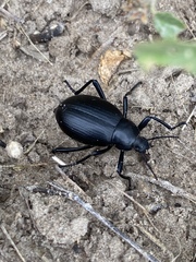 Eleodes spinipes ventricosus