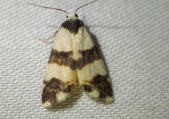 Thallarcha chrysochares