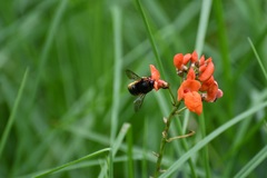 Xylocopa tabaniformis sylvicola