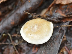 Clitocella popinalis