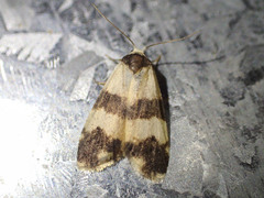 Thallarcha chrysochares