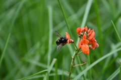 Xylocopa tabaniformis sylvicola