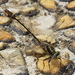 Gomphurus hybridus - Photo (c) Jim Johnson, μερικά δικαιώματα διατηρούνται (CC BY-NC-ND), uploaded by Jim Johnson
