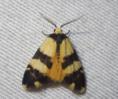 Thallarcha chrysochares