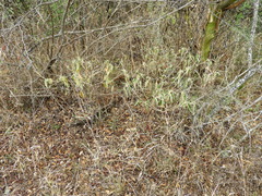 Croton lachnostachyus