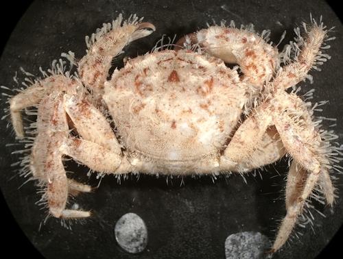 Pilumnus longicornis observed 2025-07-24