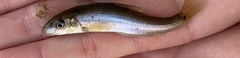 Phenacobius mirabilis