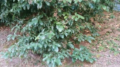 Sterculia lanceolata