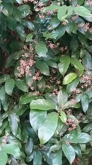 Sterculia lanceolata