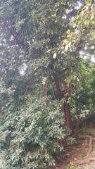 Sterculia lanceolata