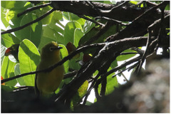 Zosterops anderssoni