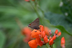 Electrostrymon guzanta