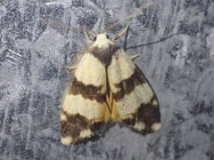 Thallarcha chrysochares