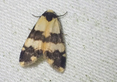 Thallarcha chrysochares