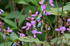 Desmodium pringlei