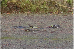 Hydrictis maculicollis