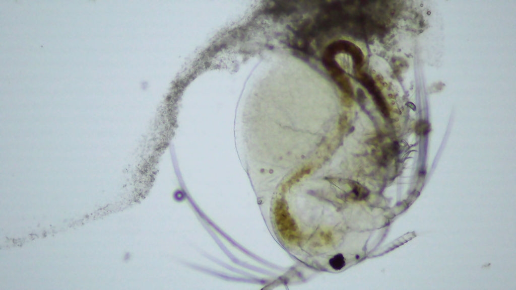 Macrothrix rosea