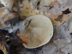 Clitocella popinalis