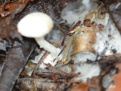 Clitocella popinalis