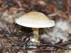 Clitocella popinalis