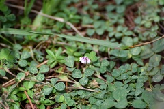 Trifolium amabile