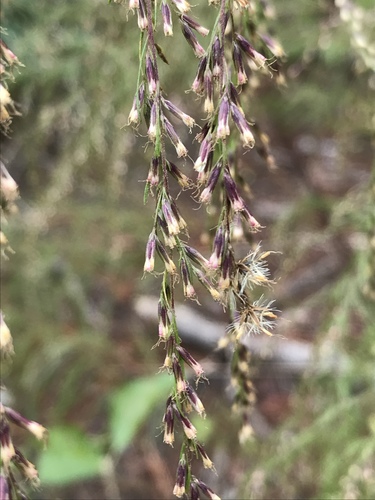Eupatorium capillifolium