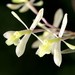Greenfly Orchid - Photo (c) NC Orchid, some rights reserved (CC BY-NC)