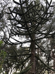 Araucaria araucana