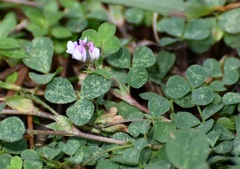 Trifolium amabile