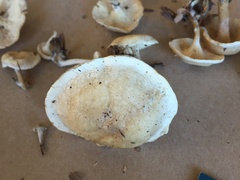 Clitocella popinalis