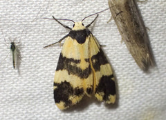 Thallarcha chrysochares