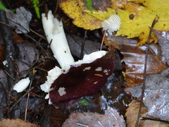 Russula vinacea