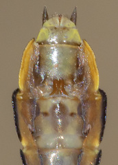 Gomphurus hybridus
