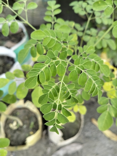Moringa tree