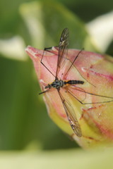 Leptotarsus rufibasis