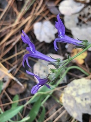 Lobelia reverchonii