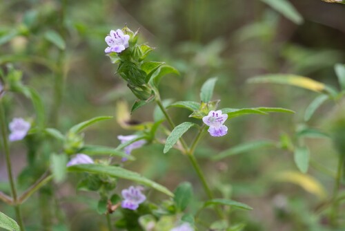 Mosla chinensis iNat (2)