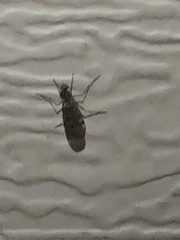 Sylvicola alternatus