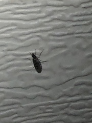 Sylvicola alternatus