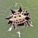 Spinybacked Orbweaver - Photo (c) Kimberlie Sasan, some rights reserved (CC BY-ND), uploaded by Kimberlie Sasan