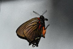 Atlides polybe