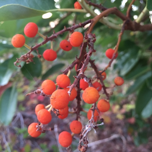 Madrone fruiting