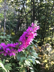 Lythrum salicaria
