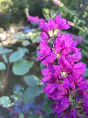 Lythrum salicaria