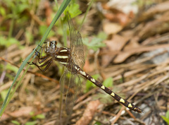 Cordulegaster bilineata