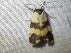 Thallarcha chrysochares