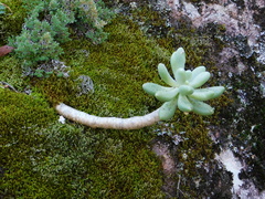Sedum corynephyllum