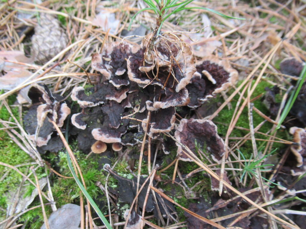 Thelephora terrestris · August 2025 · photo: © smsergey (iNaturalist, cc-by-nc)